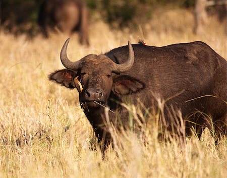 A Cape Buffalo (syncerus caffer) getting an eye cleaning from an African Oxpecker (buphagus africanus). African Buffalo can be found from the highest mountains to sea level areas. Oxpeckers live in symbiosis to clean large animals like these. Stock Photo - Budget Royalty-Free & Subscription, Code: 400-04420431