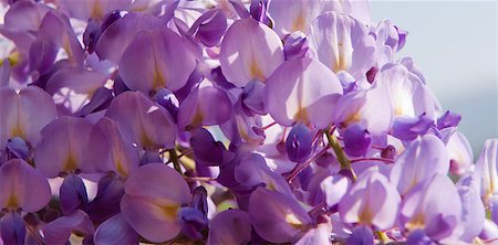 flowering wisteria - wisteria on a clean spring day Stock Photo - Budget Royalty-Free & Subscription, Code: 400-04420458