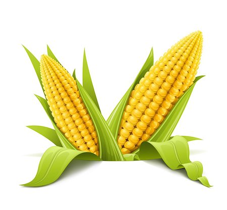 ration - couple corncob vector illustration isolated on white background Stock Photo - Budget Royalty-Free & Subscription, Code: 400-04420985