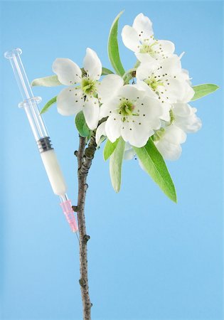 science laboratory black white - injecting white liquid into twig of apple tree Stock Photo - Budget Royalty-Free & Subscription, Code: 400-04421250