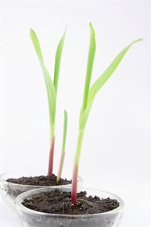 corn seedlings in lab Foto de stock - Super Valor sin royalties y Suscripción, Código: 400-04421269