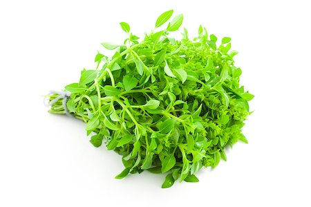 sprigs of oregano - Fres Basil / spice herb on white background Stock Photo - Budget Royalty-Free & Subscription, Code: 400-04421421