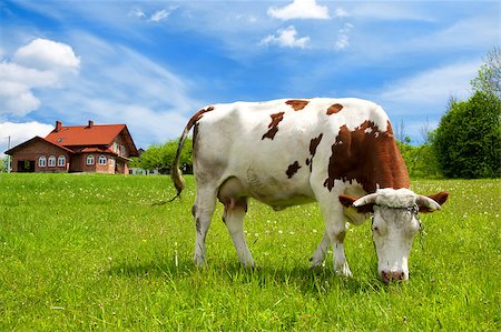 farm cows feeding - Cow in the meadow and new house Stock Photo - Budget Royalty-Free & Subscription, Code: 400-04421458