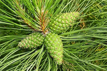 sav - A young green cones of pine tree Foto de stock - Super Valor sin royalties y Suscripción, Código: 400-04421783