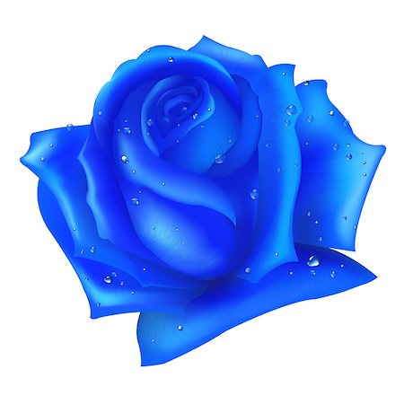 Blue Rose, Isolated On White Background, Vector Illustration Stock Photo - Budget Royalty-Free & Subscription, Code: 400-04421790