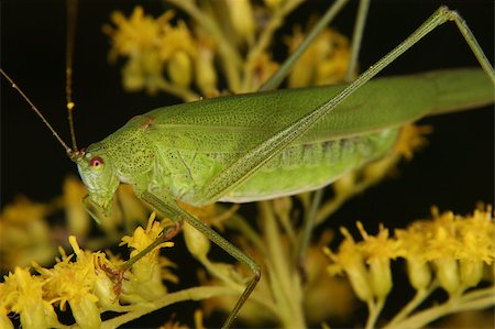 Bush cricket (Phaneroptera falcata) on a flower Stock Photo - Budget Royalty-Free & Subscription, Code: 400-04421844