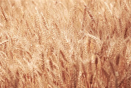 simsearch:400-04896751,k - many yellow wheat plants on field background Stock Photo - Budget Royalty-Free & Subscription, Code: 400-04421899