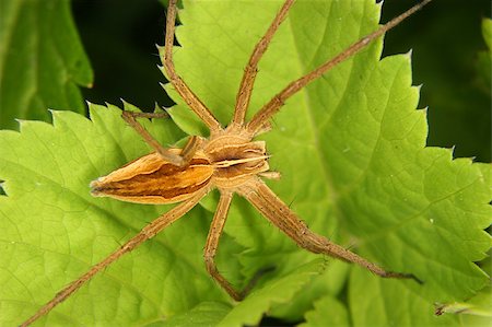 simsearch:400-04824887,k - Nursery web spider (Pisaura mirabilis) on a leaf Stock Photo - Budget Royalty-Free & Subscription, Code: 400-04421957