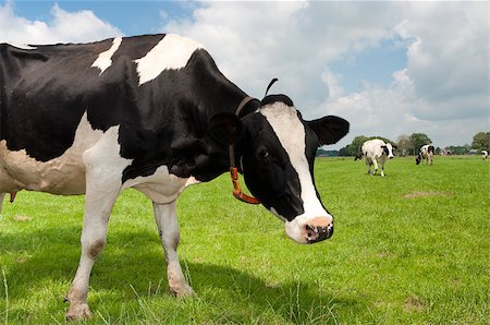 curious frisian cow in a dutch meadow Foto de stock - Super Valor sin royalties y Suscripción, Código: 400-04422028