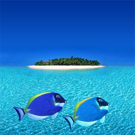 simsearch:400-04422556,k - Exotic Holiday Destination Stockbilder - Microstock & Abonnement, Bildnummer: 400-04422123