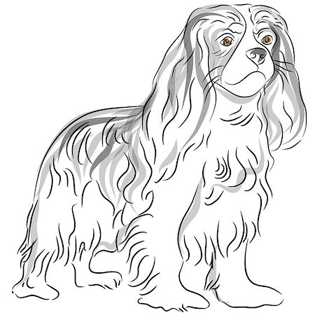 An image of a cavalier king charles spaniel dog drawing. Stock Photo - Budget Royalty-Free & Subscription, Code: 400-04422192