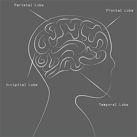 simsearch:400-04873408,k - An image of a blackboard human brain map drawing. Stock Photo - Budget Royalty-Free & Subscription, Code: 400-04422255