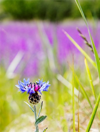 Thistle in a field of lavender crawling with giants ants Foto de stock - Super Valor sin royalties y Suscripción, Código: 400-04422374