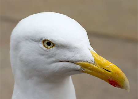 simsearch:400-05893563,k - Herring Gull head large gull species closeup Stock Photo - Budget Royalty-Free & Subscription, Code: 400-04422465