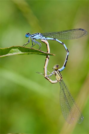 simsearch:400-06560180,k - Common Blue Damselflies perched on a leaf breeding Stock Photo - Budget Royalty-Free & Subscription, Code: 400-04422466
