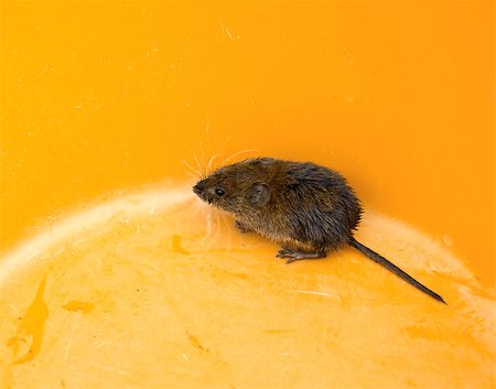 Bedraggled rescued Bank Vole in orange bowl Stock Photo - Budget Royalty-Free & Subscription, Code: 400-04422460