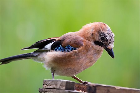 Jay ( Garrulus glandarius ) closeup with a green background Photographie de stock - Aubaine LD & Abonnement, Code: 400-04422478