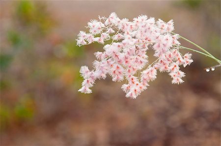 a picture of flower infront of water background Foto de stock - Royalty-Free Super Valor e Assinatura, Número: 400-04422617