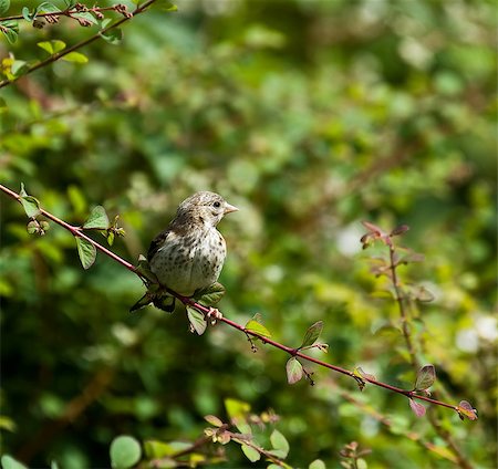 simsearch:400-06172295,k - Immature European Goldfinch on branch Stock Photo - Budget Royalty-Free & Subscription, Code: 400-04422700