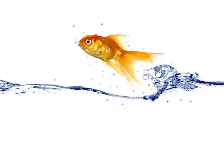 Goldfish is jumping out of the water Stockbilder - Microstock & Abonnement, Bildnummer: 400-04422719