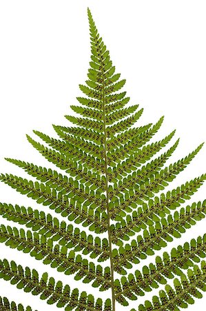 spores macro photography - sporangium on leaf fern on white background Stock Photo - Budget Royalty-Free & Subscription, Code: 400-04422744