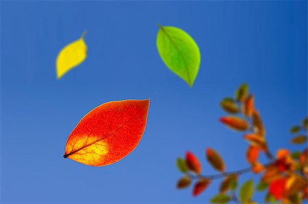 simsearch:400-05348075,k - falling 3 colored autumn leaves against blue sky Photographie de stock - Aubaine LD & Abonnement, Code: 400-04422765