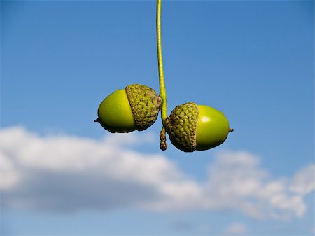 Green acorns against the blue sky. Local acorns largest species, against the blue cloudy sky. Foto de stock - Super Valor sin royalties y Suscripción, Código: 400-04422892