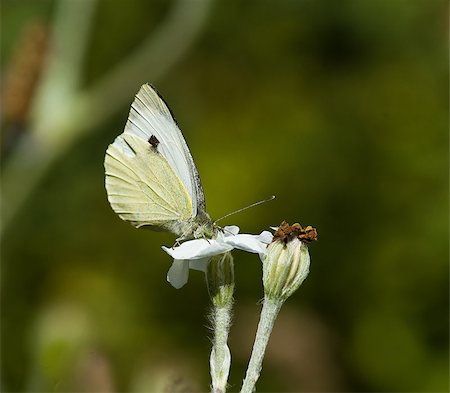 Large White Butterfly on white flower Stock Photo - Budget Royalty-Free & Subscription, Code: 400-04422924