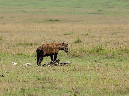 Spotted Hyena on carcase on Masai Mara, Kenya Photographie de stock - Aubaine LD & Abonnement, Code: 400-04422995