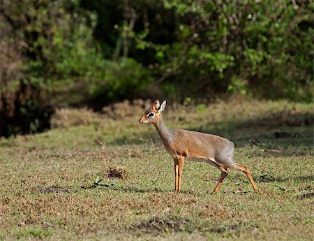 Kirk's dik dik on Masai Mara, Kenya Photographie de stock - Aubaine LD & Abonnement, Code: 400-04422996