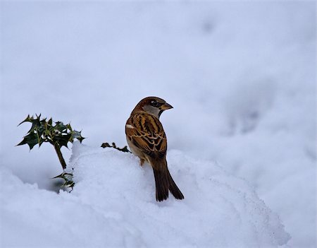 House Sparrow male on holly in snow Foto de stock - Super Valor sin royalties y Suscripción, Código: 400-04422993