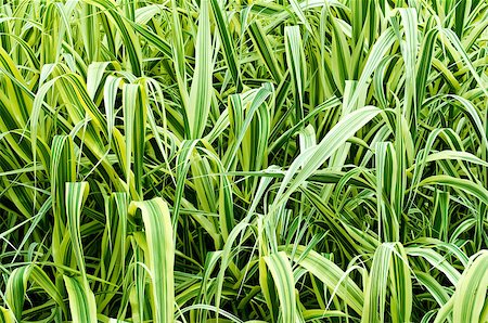 sedge grasses - high ornamental grass Phalaris arundinacea as a background Stock Photo - Budget Royalty-Free & Subscription, Code: 400-04423091