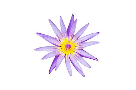 simsearch:625-01745257,k - A blooming lotus flower isolate on white backgruond Stock Photo - Budget Royalty-Free & Subscription, Code: 400-04423135