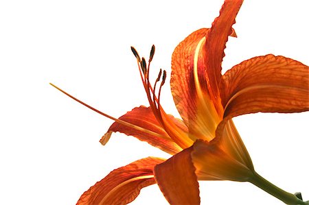 easter lily background - orange  lily on white Stock Photo - Budget Royalty-Free & Subscription, Code: 400-04423182