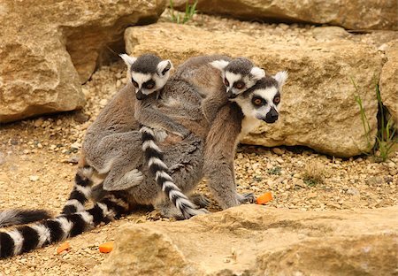 simsearch:400-07317195,k - A mother Ring Tailed Lemur  carrying her baby Foto de stock - Super Valor sin royalties y Suscripción, Código: 400-04423289