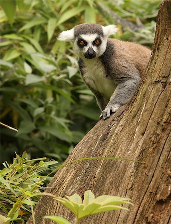 simsearch:400-07317195,k - A Ring Tailed Lemur  peeping behind a tree stump Foto de stock - Super Valor sin royalties y Suscripción, Código: 400-04423294