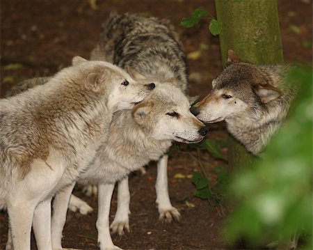 A pack of Grey Wolves Foto de stock - Super Valor sin royalties y Suscripción, Código: 400-04423297