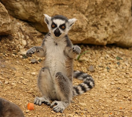 simsearch:400-07317195,k - A young Ring Tailed Lemur playing Foto de stock - Super Valor sin royalties y Suscripción, Código: 400-04423291