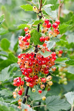 simsearch:400-09220883,k - Fresh unripe redcurrant fruit on the branch Stock Photo - Budget Royalty-Free & Subscription, Code: 400-04423328