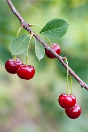 simsearch:400-05382337,k - Red and sweet cherries on a branch Stock Photo - Budget Royalty-Free & Subscription, Code: 400-04423329