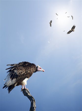 Conceptual - Vultures waiting to prey on innocent victims (digital composite) Foto de stock - Super Valor sin royalties y Suscripción, Código: 400-04423597