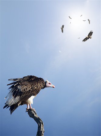 flying bird with tree - Conceptual - Vultures waiting to prey on innocent victims (digital composite) Photographie de stock - Aubaine LD & Abonnement, Code: 400-04423597