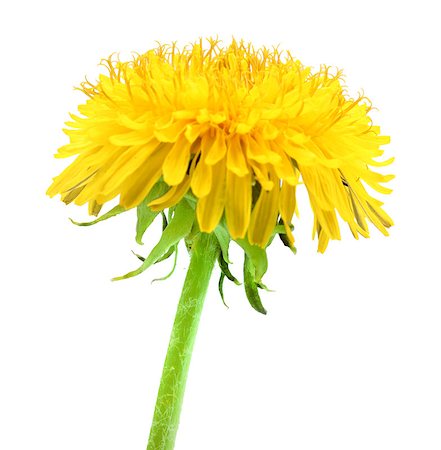 simsearch:400-06095720,k - One yellow flower of dandelion isolated on white background. Close-up. Studio photography. Stock Photo - Budget Royalty-Free & Subscription, Code: 400-04423749