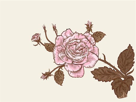 Beautiful rose vintage styled flower. Photographie de stock - Aubaine LD & Abonnement, Code: 400-04423741