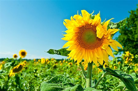 simsearch:400-04067084,k - big sunflower on sunny day Stock Photo - Budget Royalty-Free & Subscription, Code: 400-04423758
