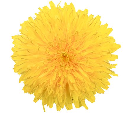 simsearch:400-06095720,k - One yellow flower of dandelion isolated on white background. Close-up. Studio photography. Stock Photo - Budget Royalty-Free & Subscription, Code: 400-04423750