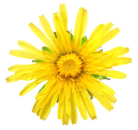 simsearch:400-06095720,k - One yellow flower of dandelion isolated on white background. Close-up. Studio photography. Stock Photo - Budget Royalty-Free & Subscription, Code: 400-04423751