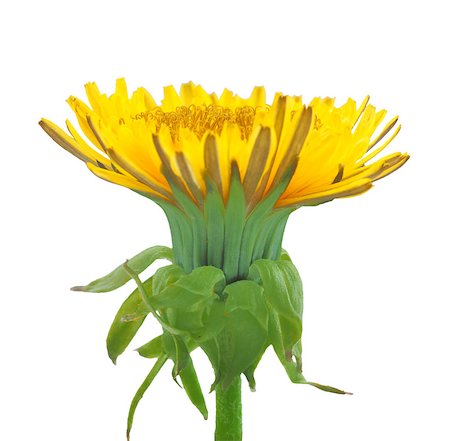 simsearch:400-06095720,k - One yellow flower of dandelion isolated on white background. Close-up. Studio photography. Stock Photo - Budget Royalty-Free & Subscription, Code: 400-04423753