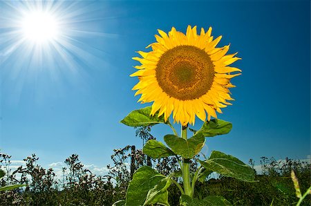 simsearch:400-07036242,k - big sunflower on sunny day Photographie de stock - Aubaine LD & Abonnement, Code: 400-04423765