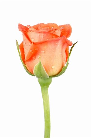 simsearch:400-05104344,k - Orange rose flower isolated on a white background. Foto de stock - Super Valor sin royalties y Suscripción, Código: 400-04423825